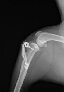 tibial tuberosity advancement x-ray image