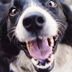 dogmouth happy dog vets